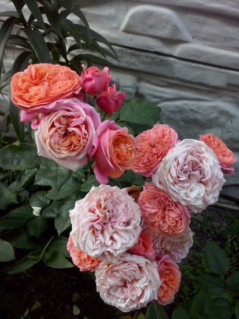 Mary Ann - Trandafiri 2018-IV