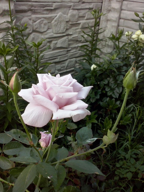 Dimov - Trandafiri 2018-IV