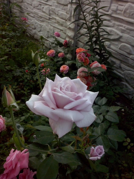 CAM02114 - Trandafiri 2018-IV