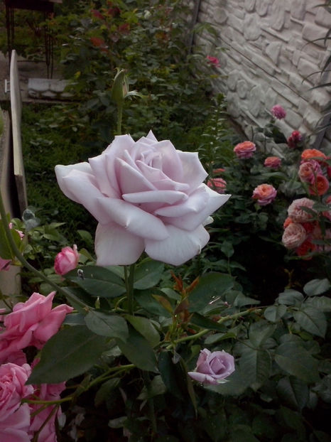 CAM02115 - Trandafiri 2018-IV