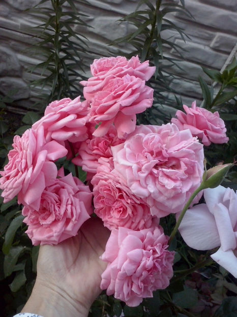 Florov urcator - Trandafiri 2018-IV