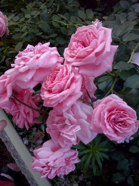 CAM02117 - Trandafiri 2018-IV