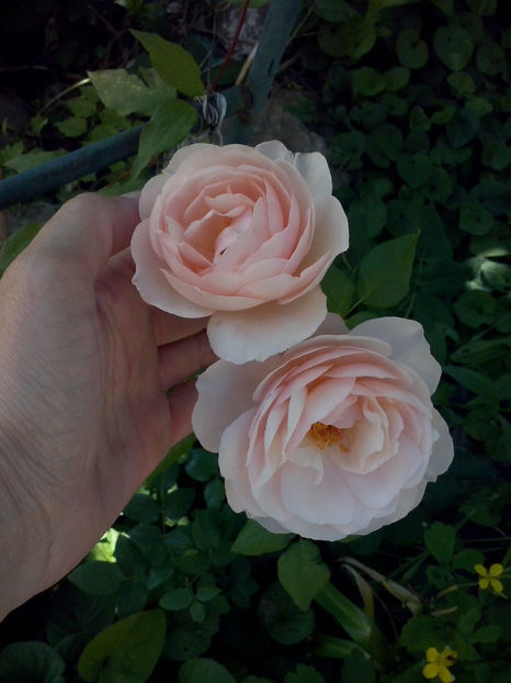 CAM02120 - Trandafiri 2018-IV