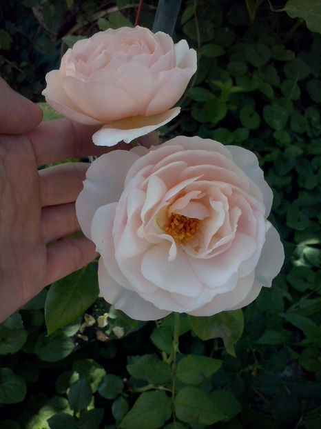 Heritage - Trandafiri 2018-IV