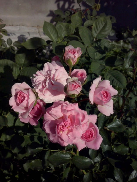 CAM02122 - Trandafiri 2018-IV