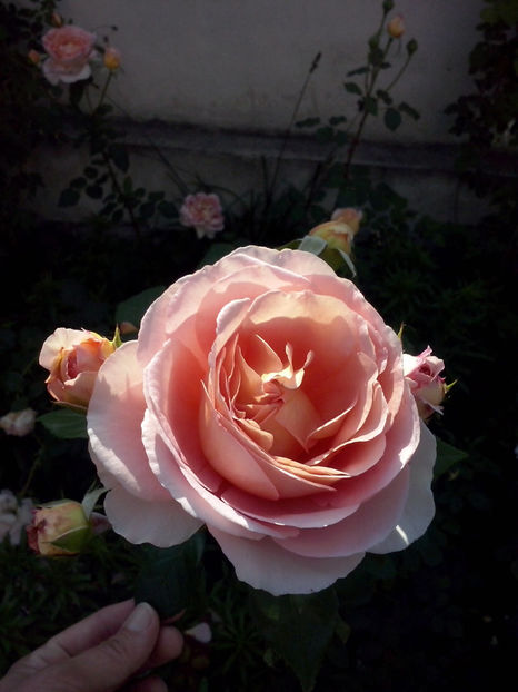 Abraham Darby - Trandafiri 2018-IV