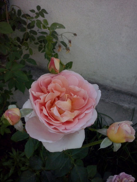 Abraham Darby - Trandafiri 2018-IV