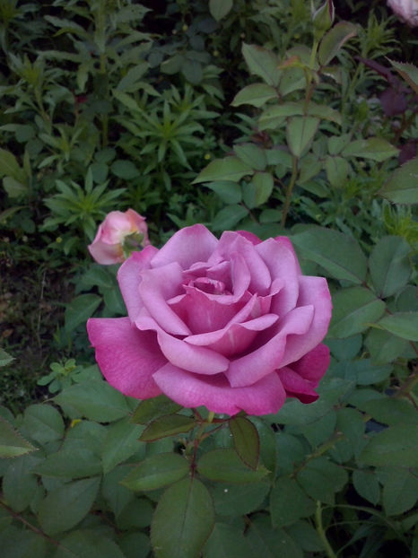 Blue Queen - Trandafiri 2018-IV