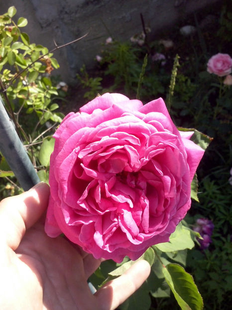 CAM02129 - Trandafiri 2018-IV