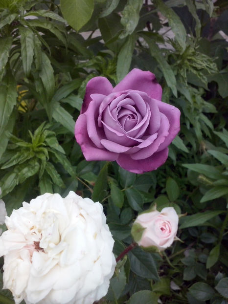 Blue Queen - Trandafiri 2018-IV