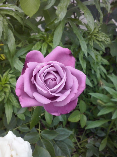 CAM02134 - Trandafiri 2018-IV