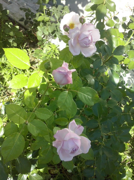 CAM02139 - Trandafiri 2018-IV