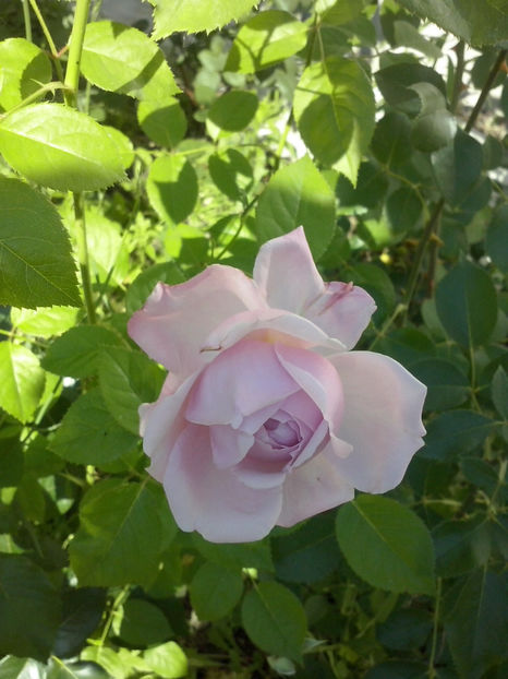 CAM02140 - Trandafiri 2018-IV