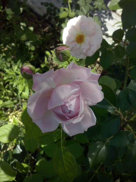 CAM02141 - Trandafiri 2018-IV