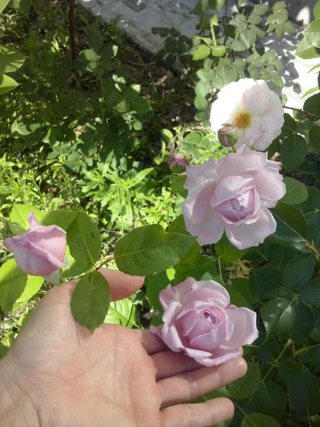 CAM02142 - Trandafiri 2018-IV