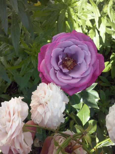 CAM02145 - Trandafiri 2018-IV