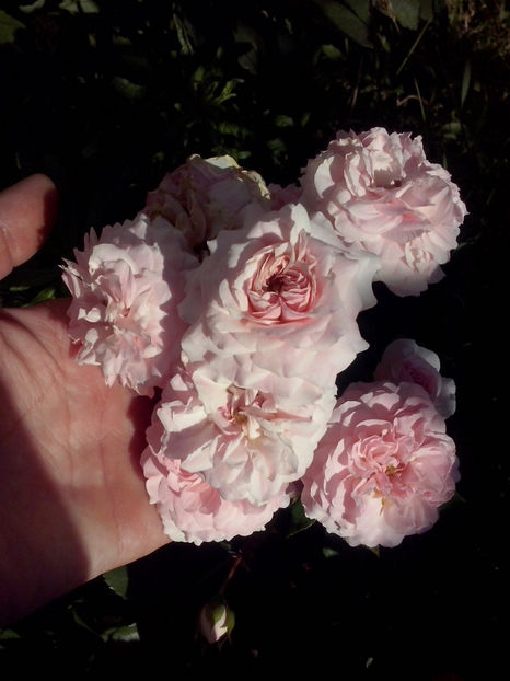 Larissa - Trandafiri 2018-IV