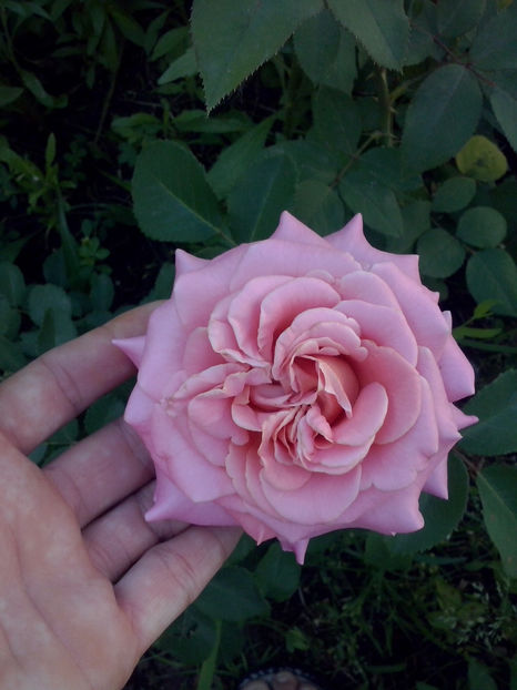 Ashley - Trandafiri 2018-IV