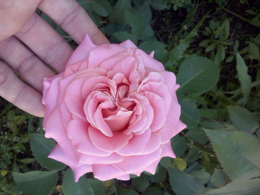 CAM02153 - Trandafiri 2018-IV