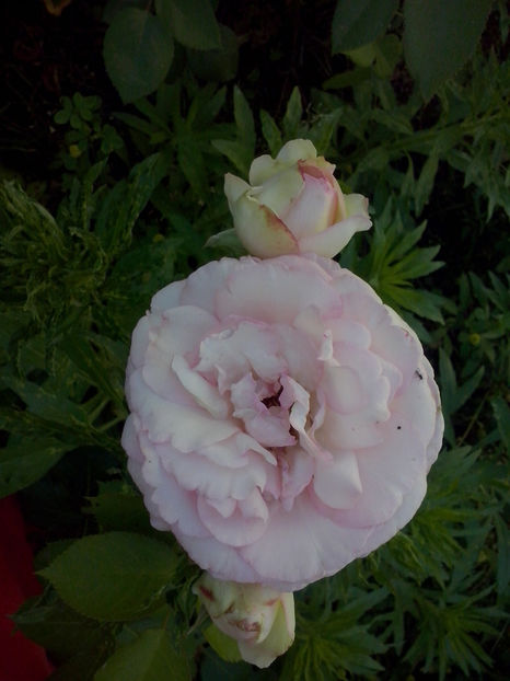 CAM02154 - Trandafiri 2018-IV