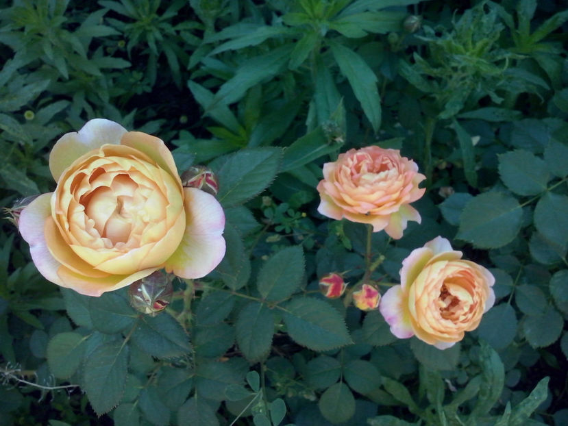 CAM02159 - Trandafiri 2018-IV