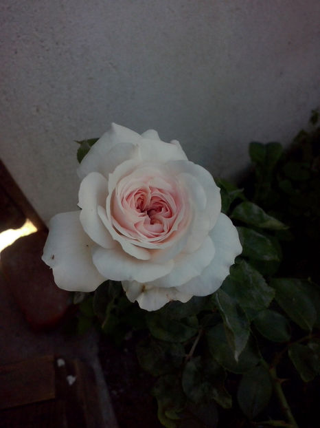 Cinderella - Trandafiri 2018-IV