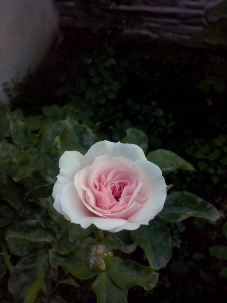 CAM02165 - Trandafiri 2018-IV