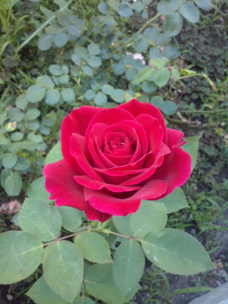 Chrysler Imperial - Trandafiri 2018-IV