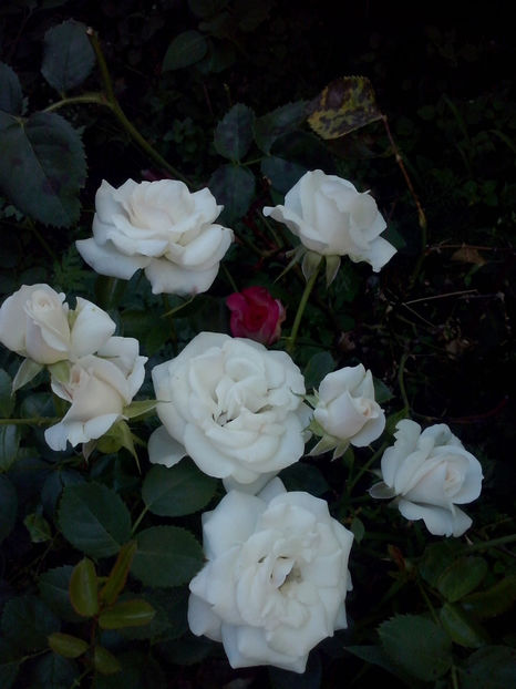 Aspirin - Trandafiri 2018-IV