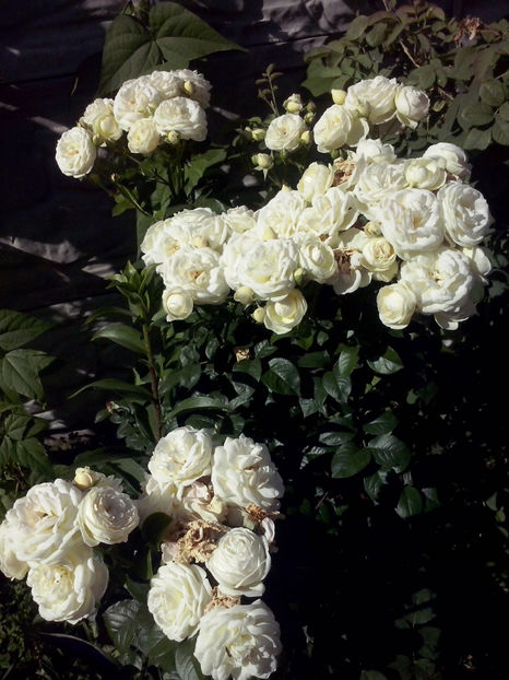 CAM02174 - Trandafiri 2018-IV