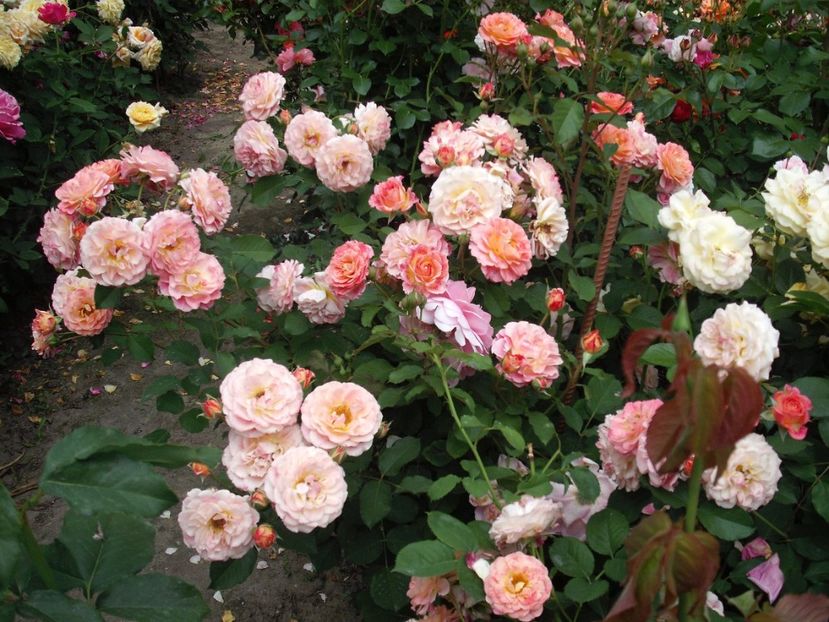  - Michelle Bedrossian