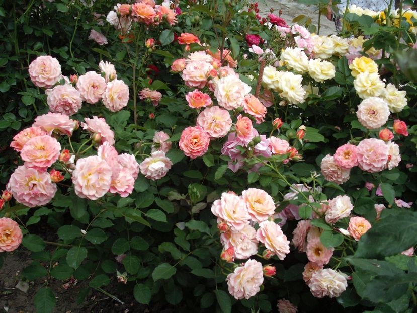  - Michelle Bedrossian