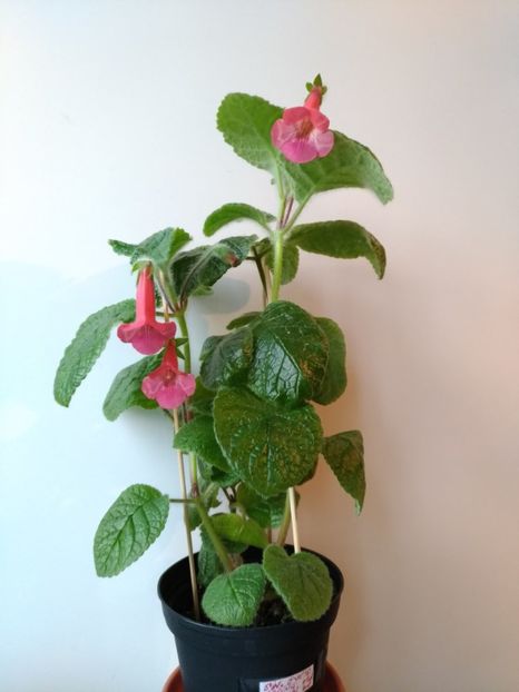 27.05.2018 - EW Spring Melody 2017 - 2018