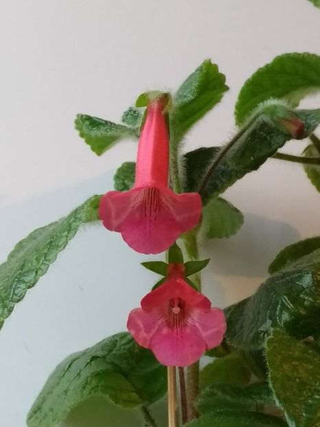 Sinningia Spring Melody - EW Spring Melody 2017 - 2018