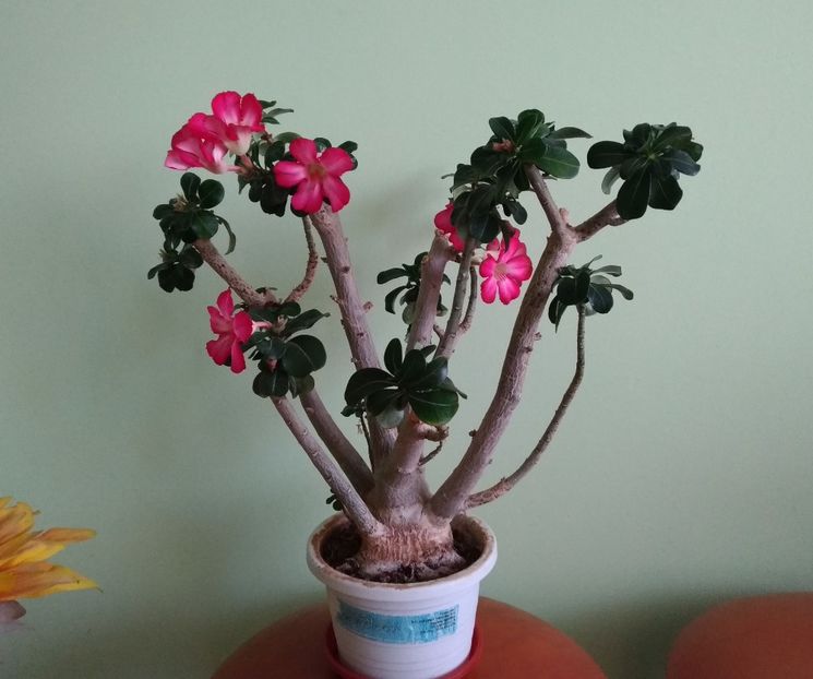 28.05.2018 - Adenium obesum 2017 - 2018