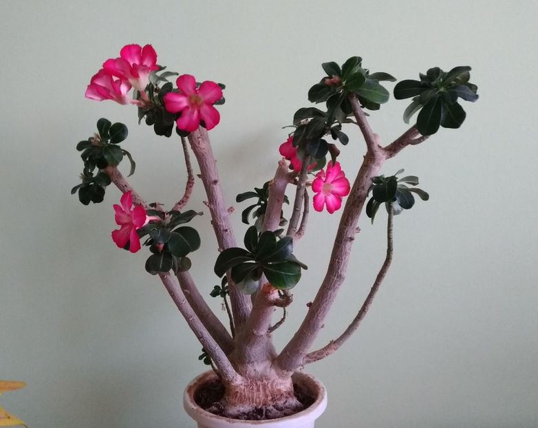 Adenium obessum - Adenium obesum 2017 - 2018