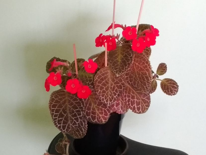  - Tiger-Stripe 2016 - 2017 - 2018