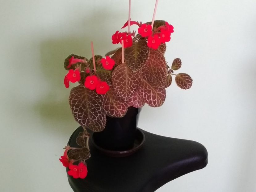  - Tiger-Stripe 2016 - 2017 - 2018