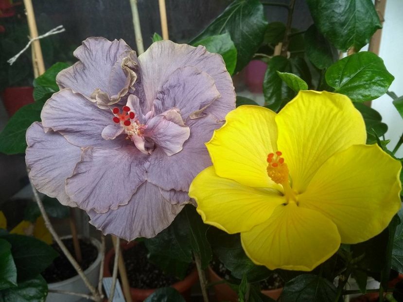  - 03Hibiscus