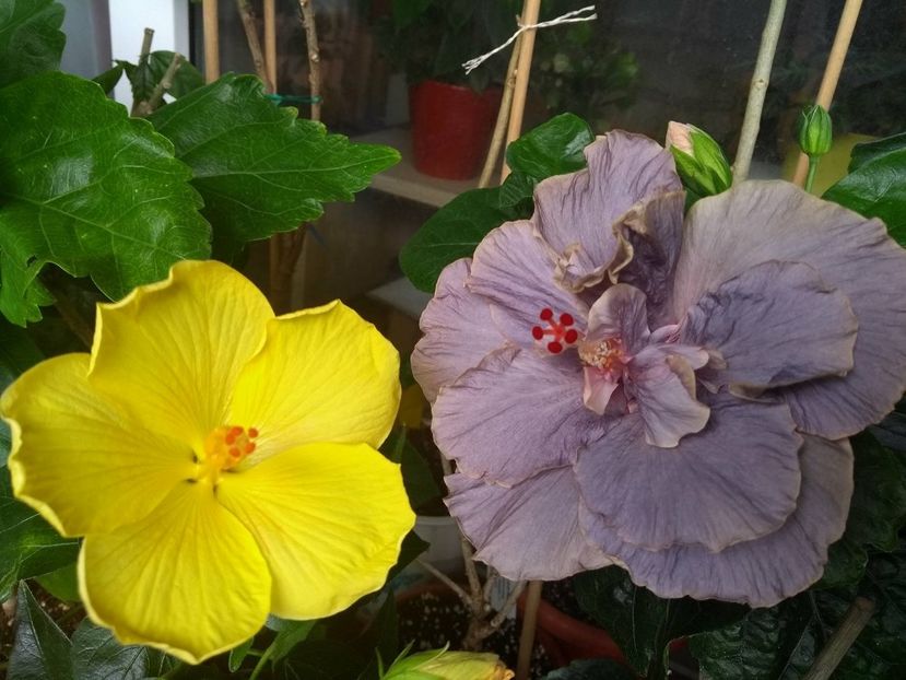  - 03Hibiscus