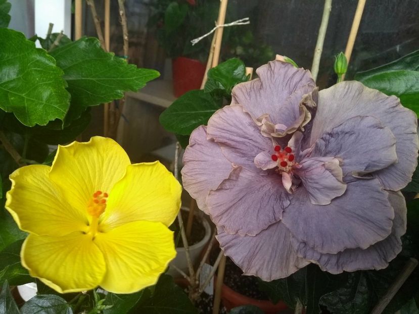  - 03Hibiscus