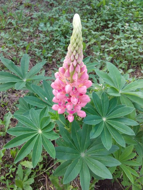  - AAAAA_LUPIN 2015_2017_2018_2019_2020