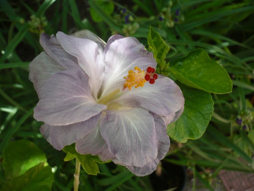 P1370608 - HIBISCUSI 2018-2