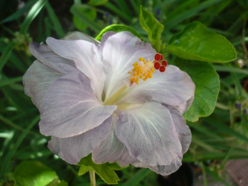 P1370610 - HIBISCUSI 2018-2