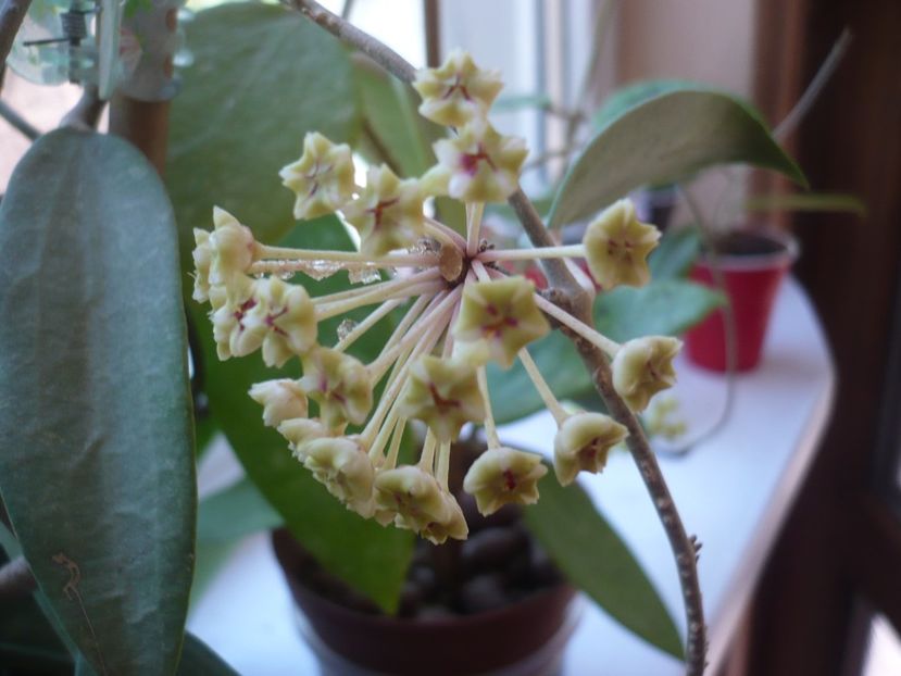 P1370611 - HOYA 2018-1