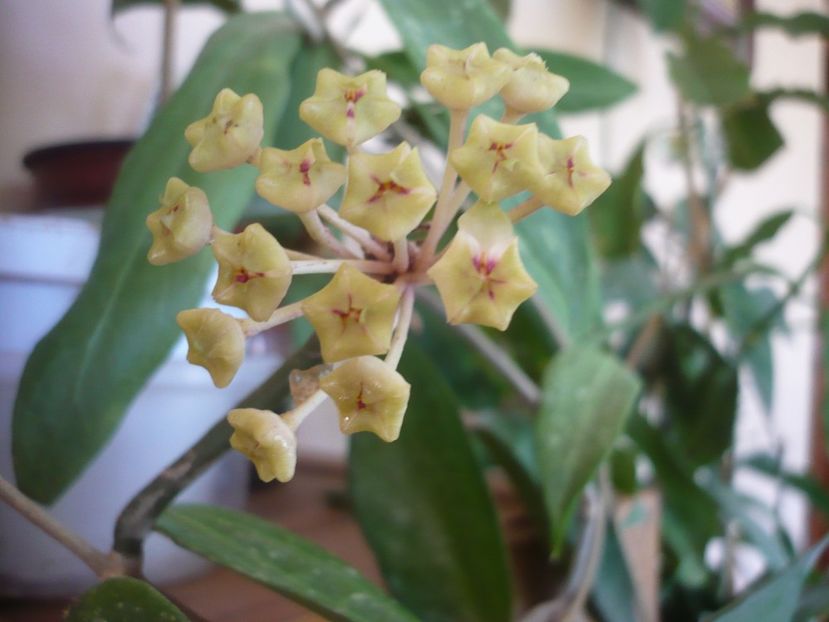 P1370612 - HOYA 2018-1