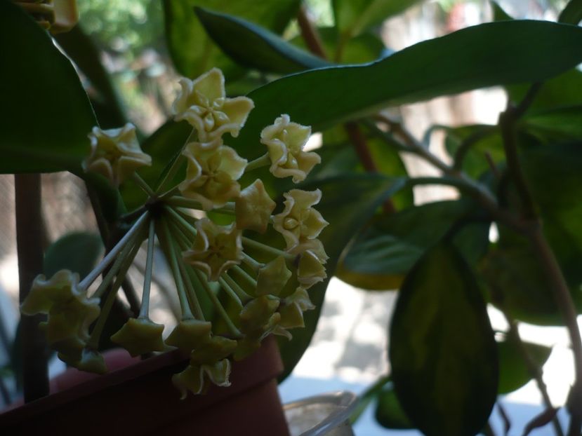 P1370613 - HOYA 2018-1