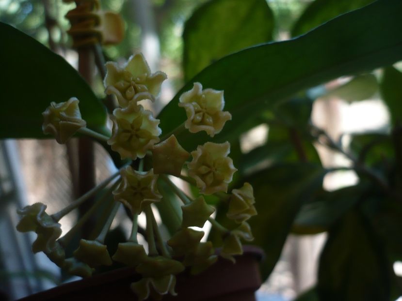 P1370614 - HOYA 2018-1