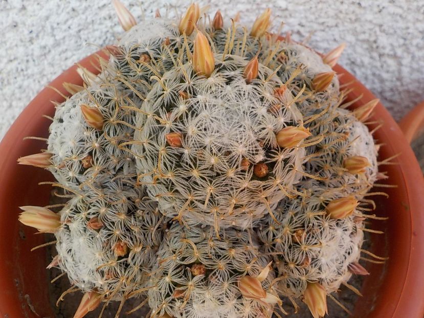  - mammillaria plumosa