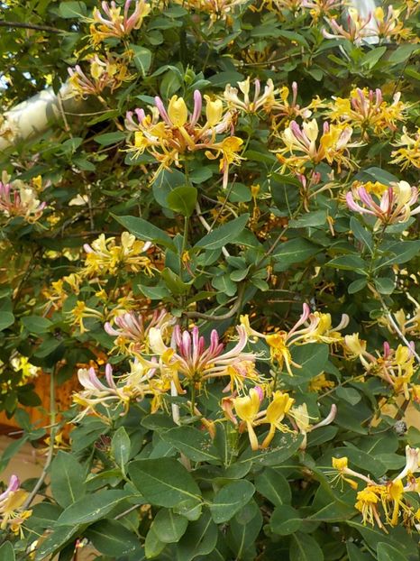  - lonicera